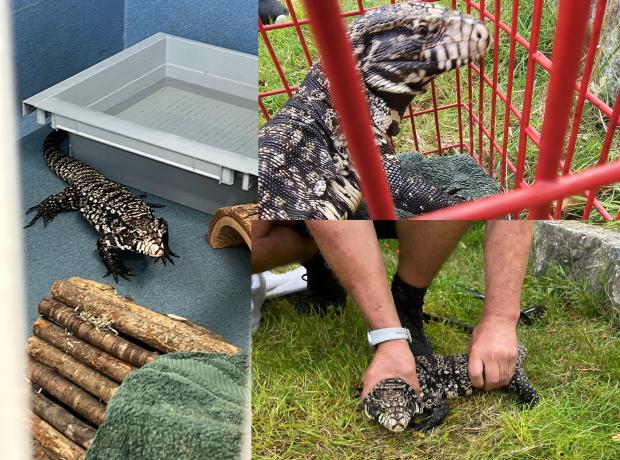 mellissa chauvel feet 4