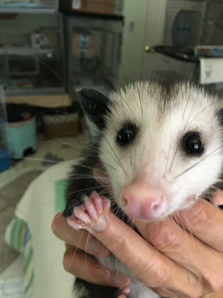 merrill markoe feet 3