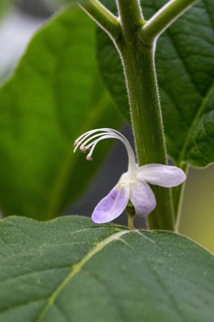mia bloom feet 3 scaled