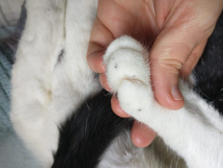 miss mina feet 1 scaled