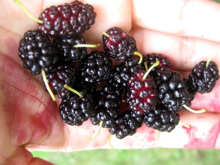 miss mulberry feet 1