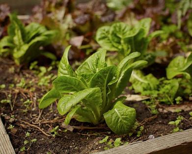 mollie katzen feet 6