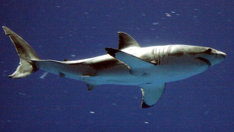 molly cavalli feet 6