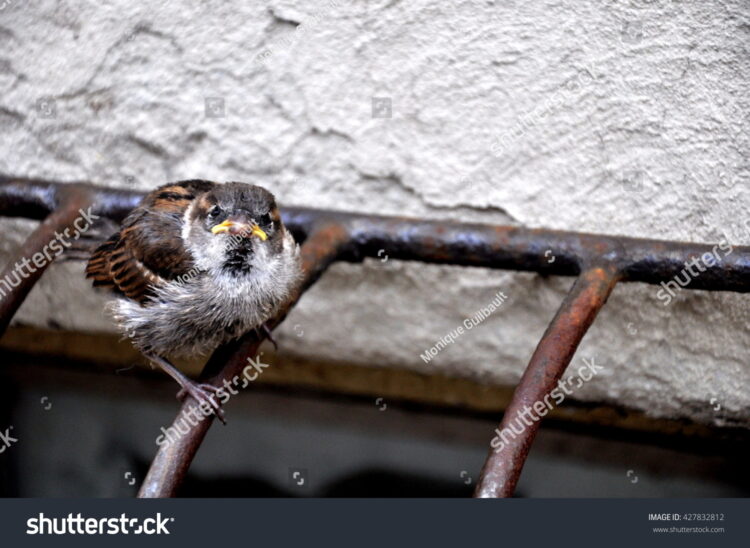 moniqueguilbault feet 4