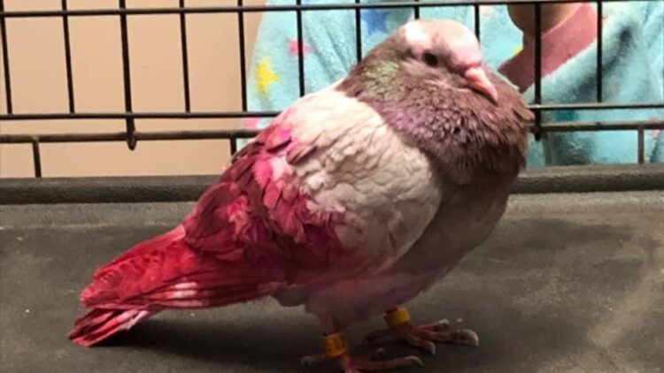 morgan christiansen feet