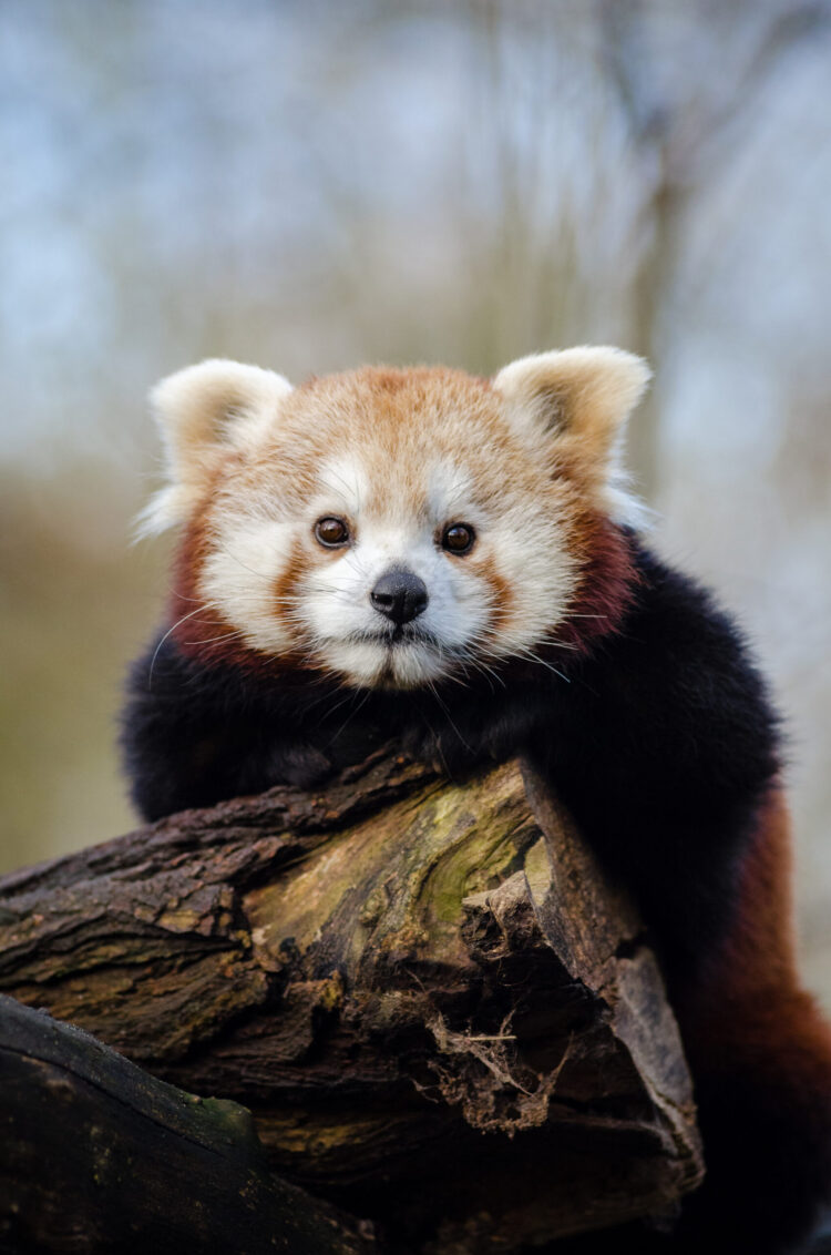 moxillia feet 5 scaled