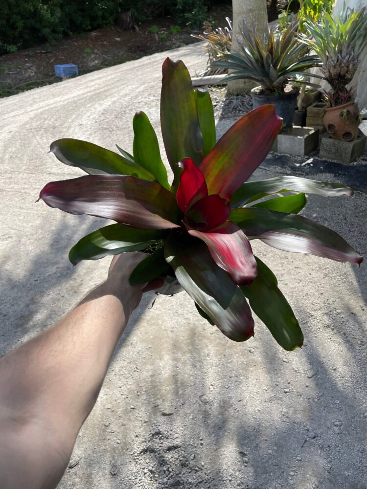 nahir gloria feet 6 scaled