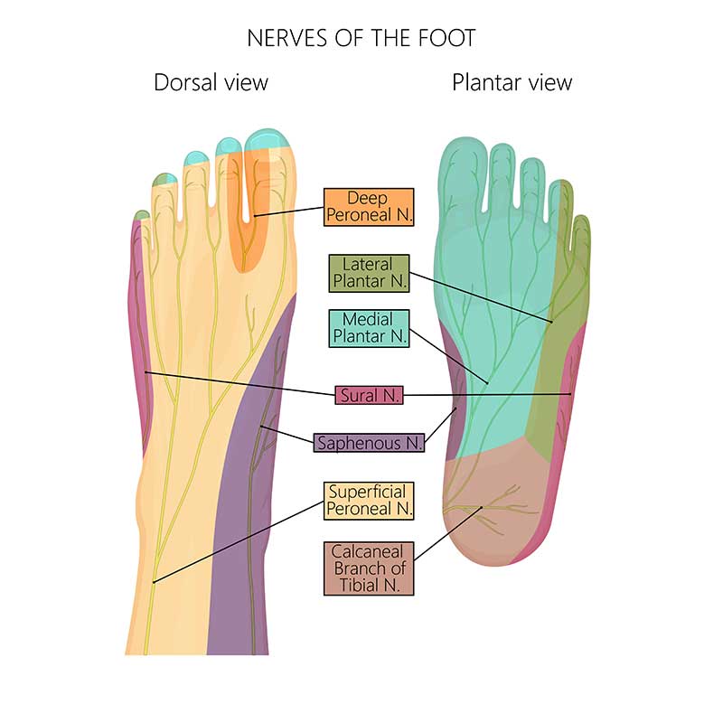 nam em feet 6