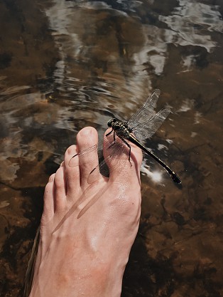 nasrin suleiman feet 5