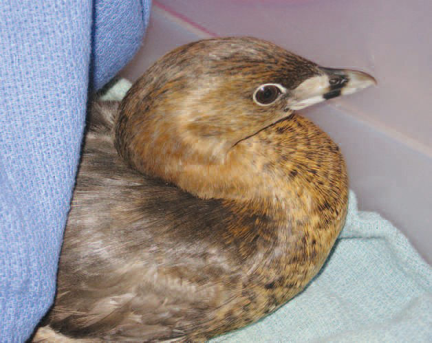 natalie grebe feet 5