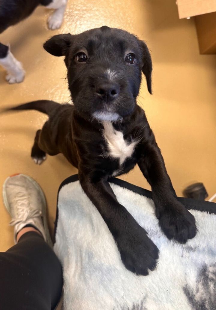 natasha yasmien labra feet 1