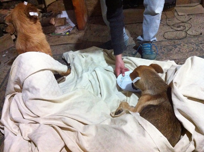 nathalia araujo feet 1