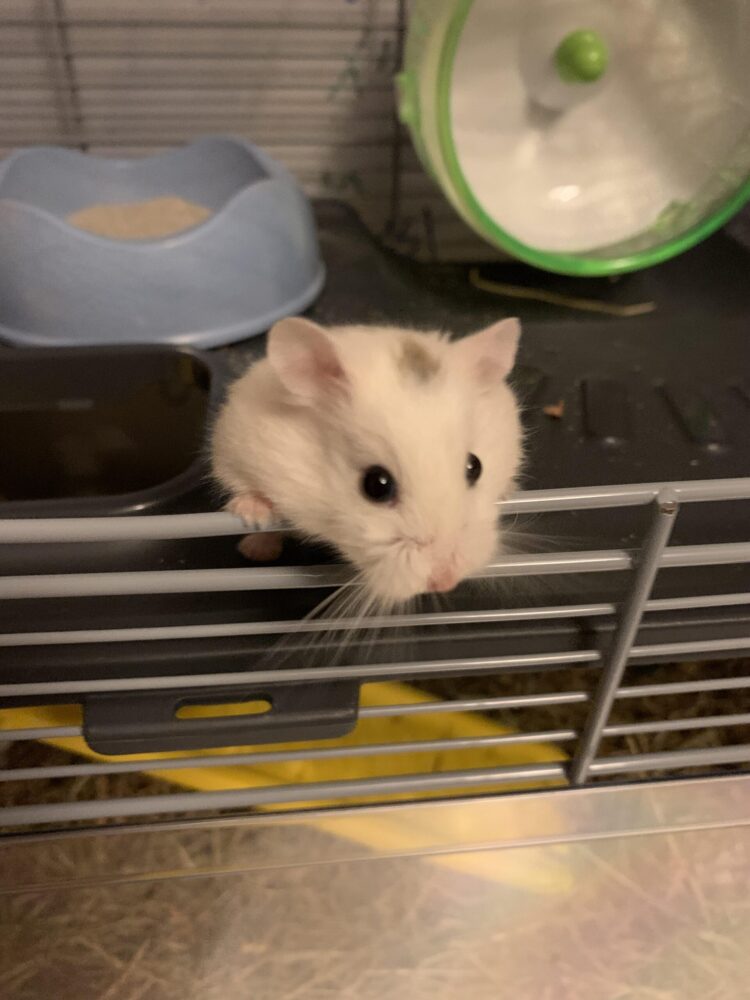 nerdy hamster feet 4 scaled