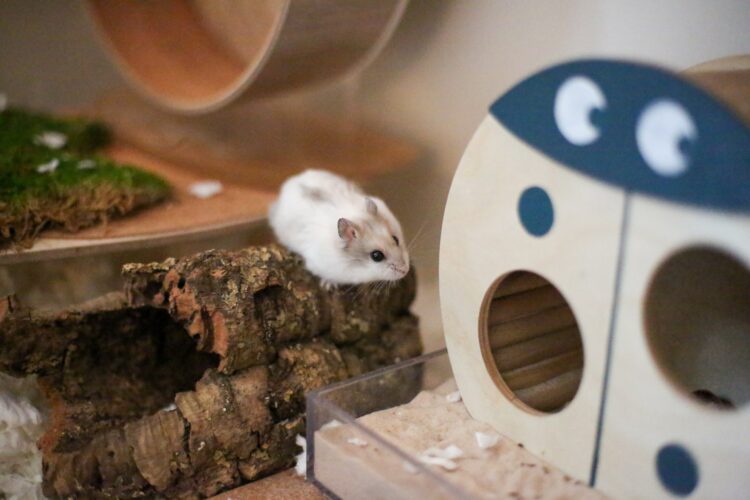 nerdy hamster feet 5