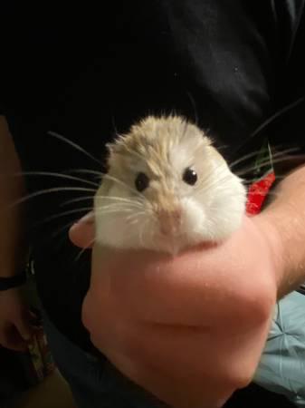 nerdy hamster feet 6