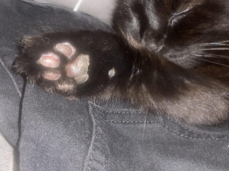 nibbles feet 2 scaled