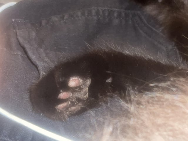 nibbles feet 3