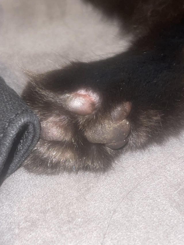 nibbles feet 4