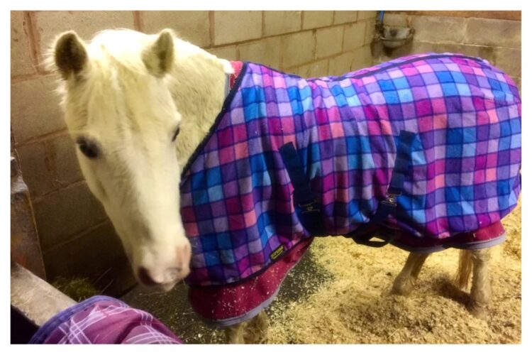 nicolle begovic feet 4