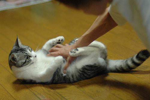 nobuko miyamoto feet 1