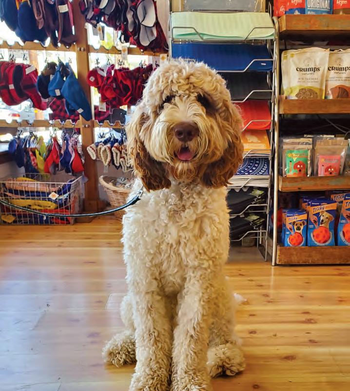 noevalle josok feet 6