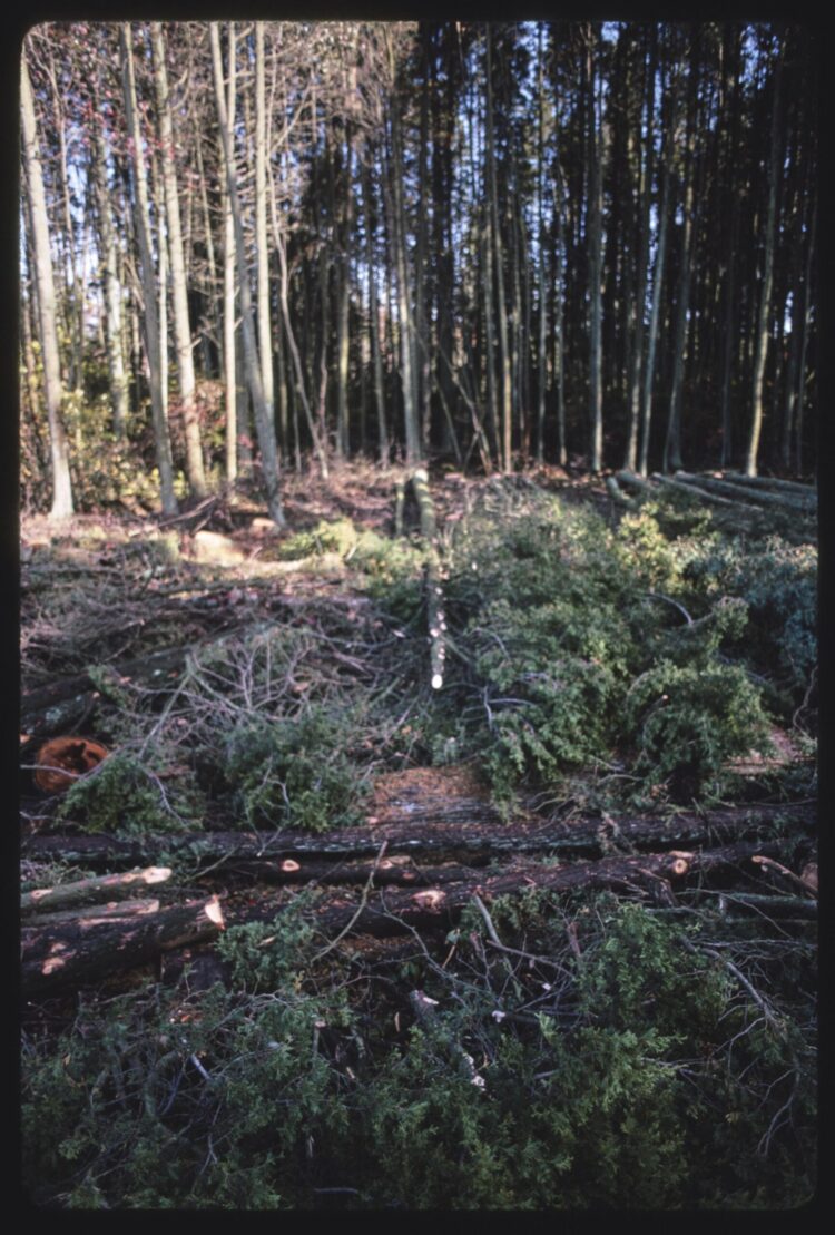 nora cervetto feet 6 scaled