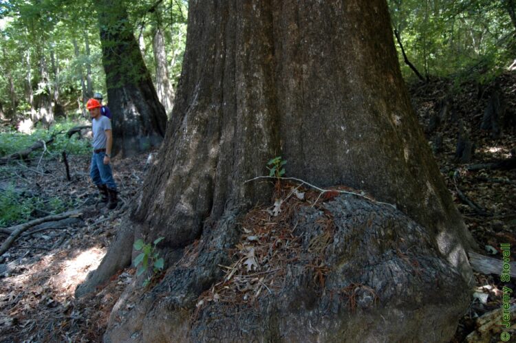 nyssa large feet 6 scaled