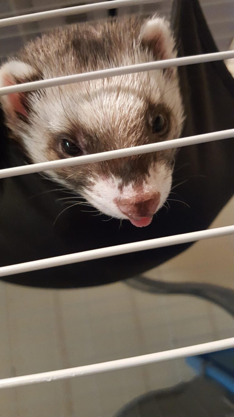 ohheyimvixen feet scaled