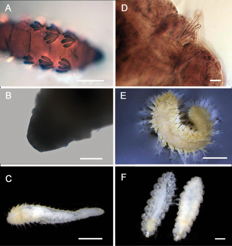 ophelie rullier feet 5