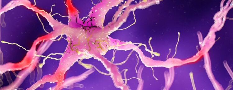 pachalapol chachot feet 6 scaled