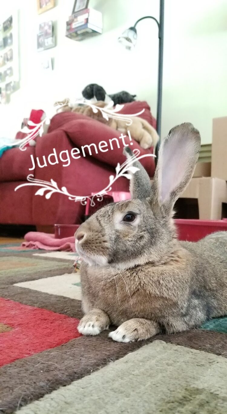 paivi gentlemanbunny feet 3