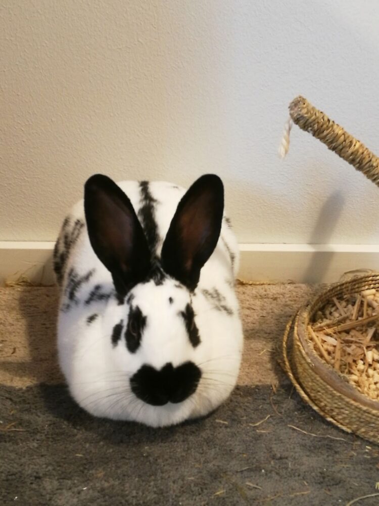 paivi gentlemanbunny feet 6