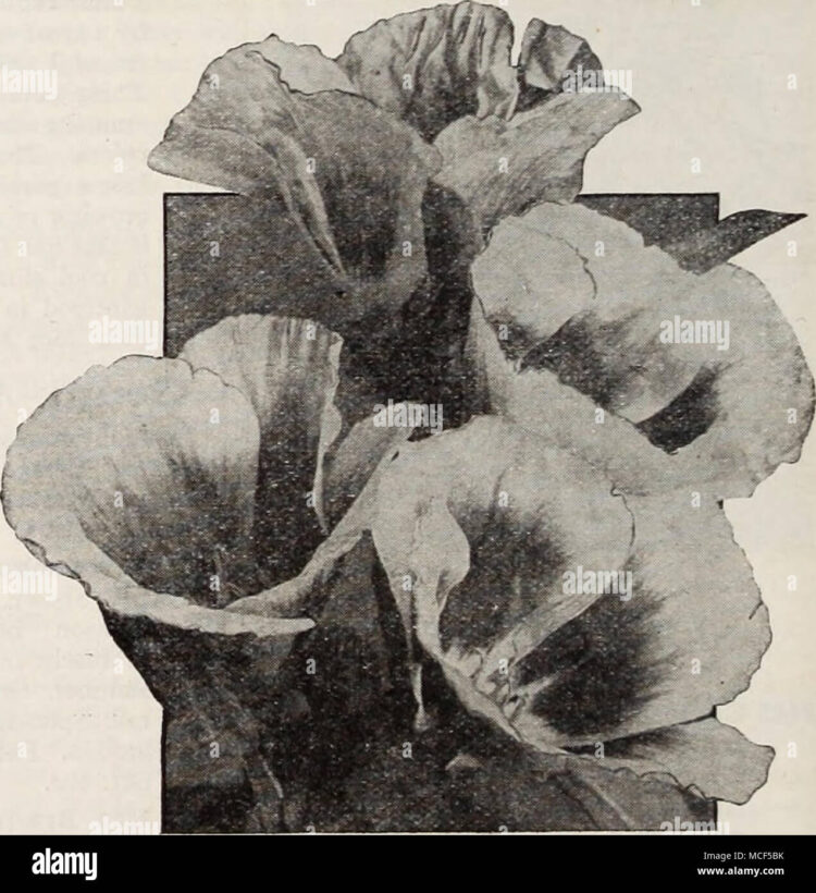 pauline murray feet 5