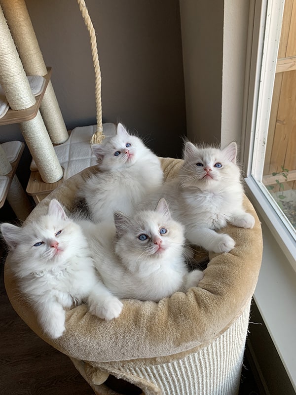 pearlsragdolls feet 1