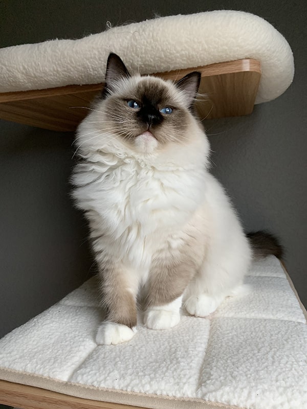 pearlsragdolls feet 2