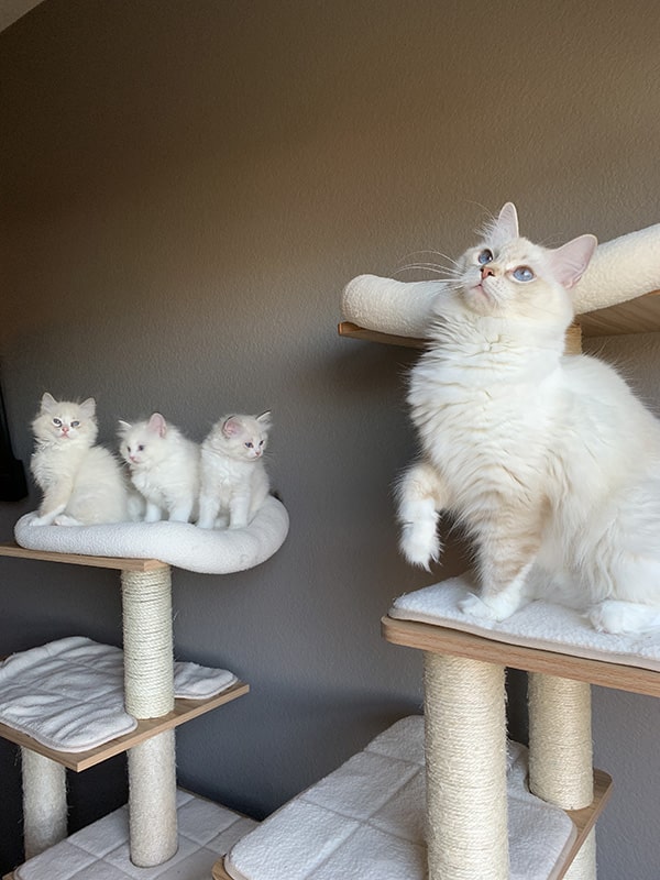 pearlsragdolls feet 5