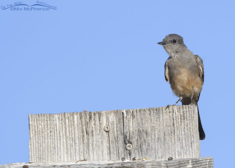 phoebe mcpherson feet 2