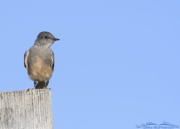 phoebe mcpherson feet 3