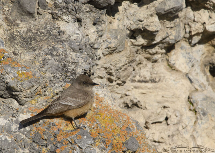 phoebe mcpherson feet