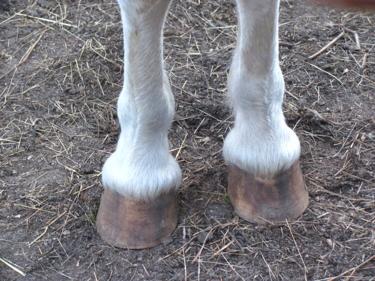 poni feet 2