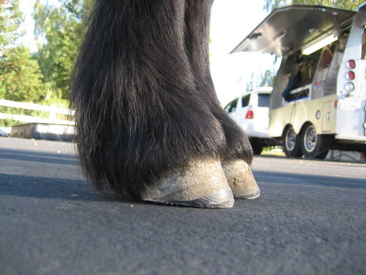poni feet 5