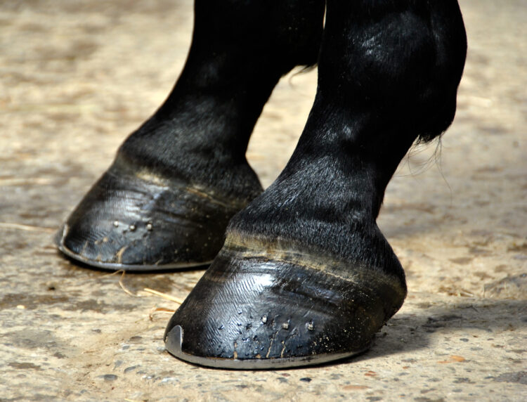 pony feet 5 scaled