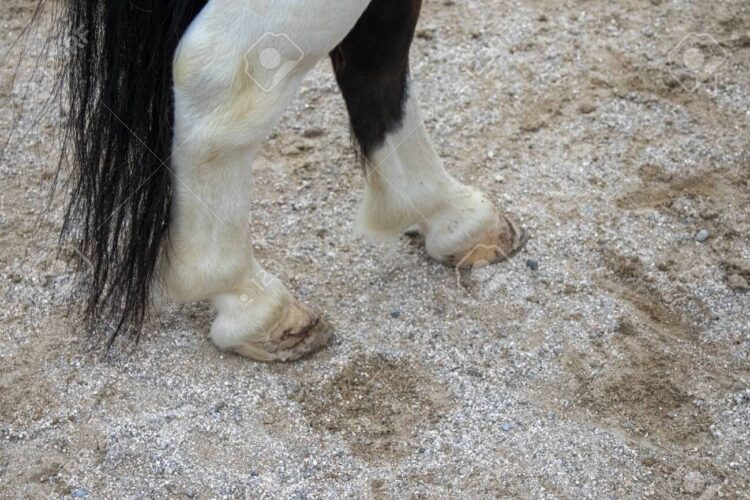 pony feet