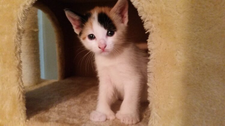 primrose kitten feet scaled