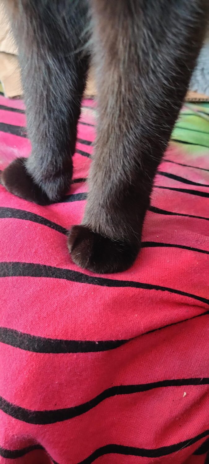 priscilla grihim feet 5 scaled