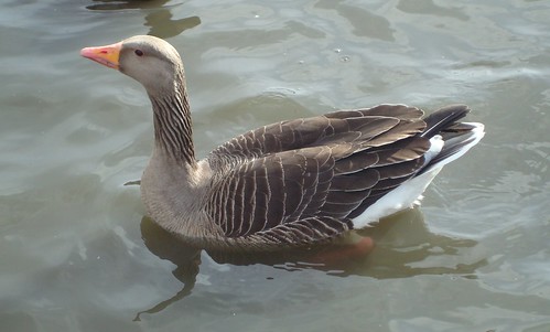ragnhildur gunnarsdottir feet 1