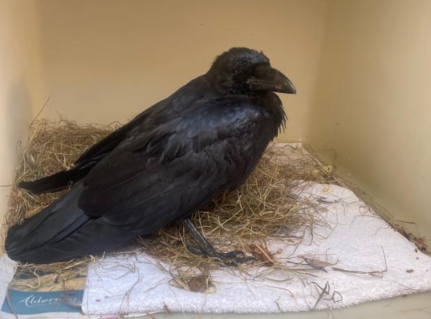 raven silvestre feet 3