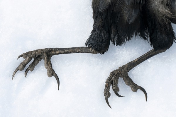 raven silvestre feet