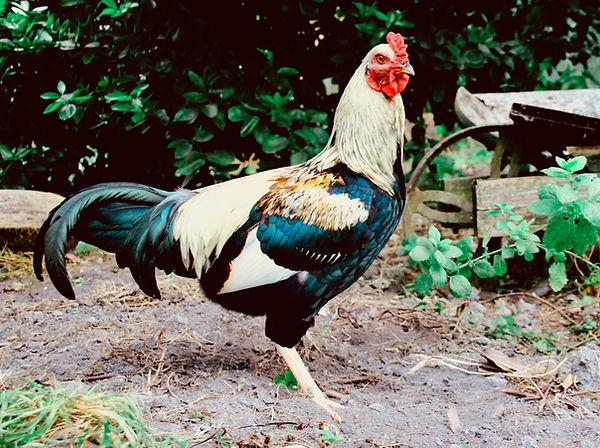 rebecca hayter feet 5