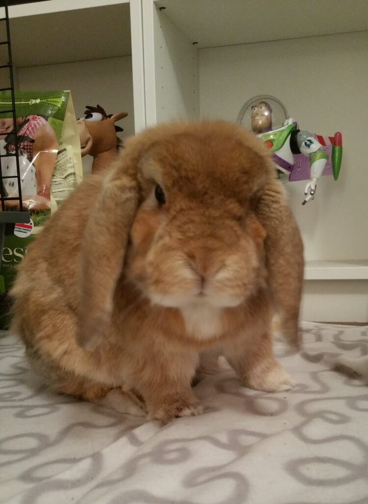 rebecca maughan feet 4